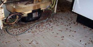 Поморить тараканов в квартире в Балашихе, цены
