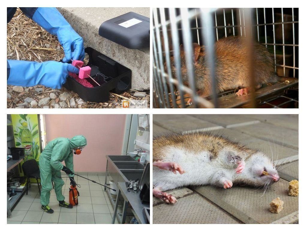 Фирма по уничтожению грызунов, крыс и мышей в Балашихе