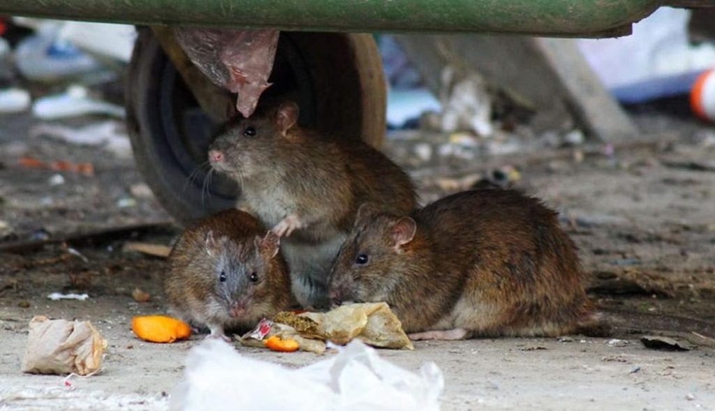 Травить грызунов крыс и мышей в Балашихе