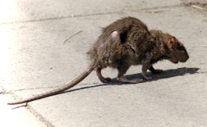 Фирма по уничтожению грызунов, крыс и мышей в Балашихе