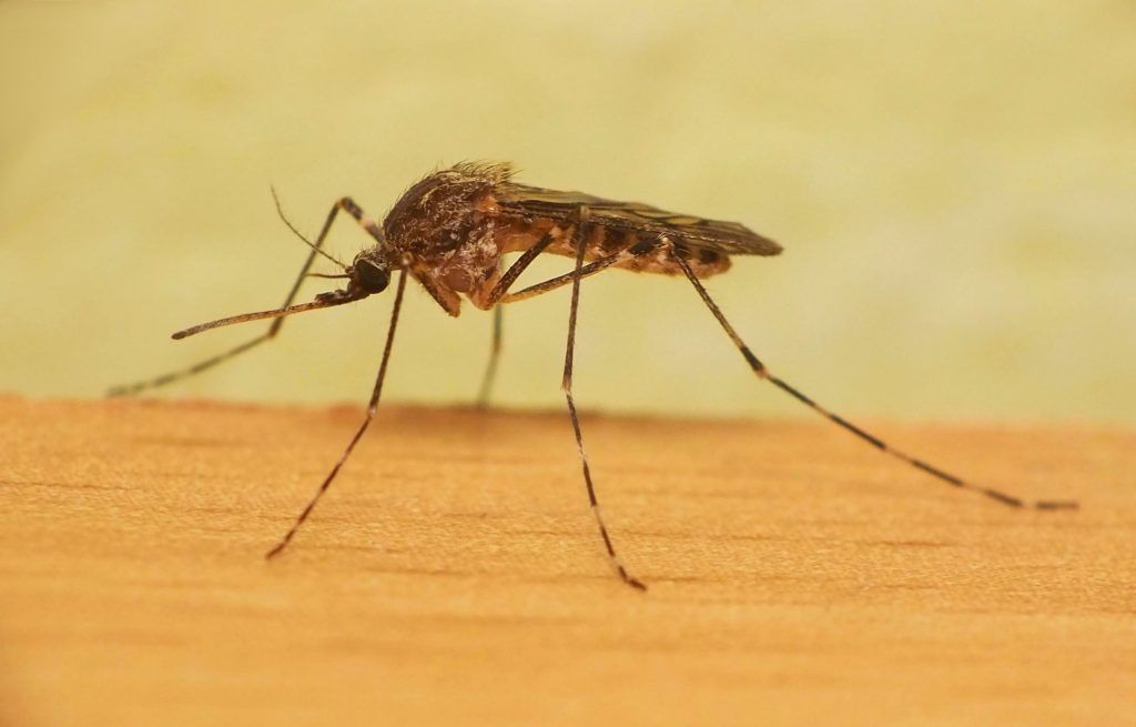 Уничтожение комаров в Балашихе