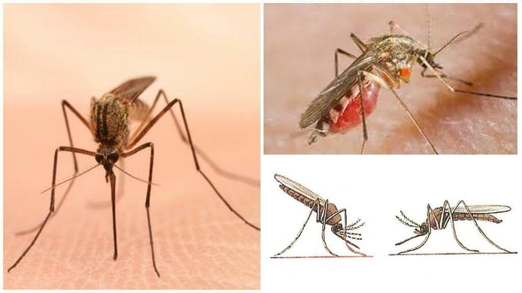 Уничтожение комаров в Балашихе