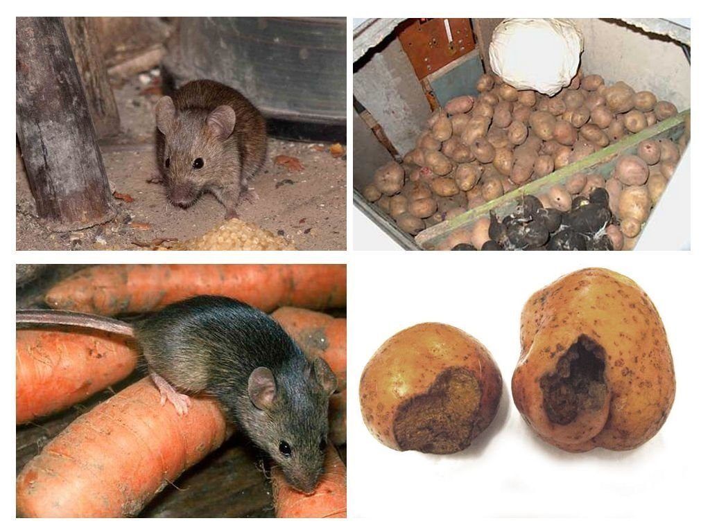 Обработка от грызунов крыс и мышей в Балашихе