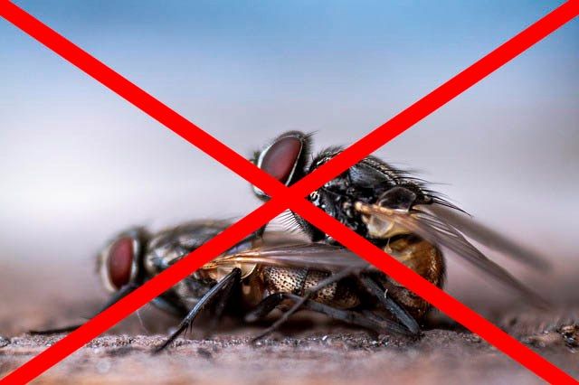 Профессиональное уничтожение мух в Балашихе с гарантией
