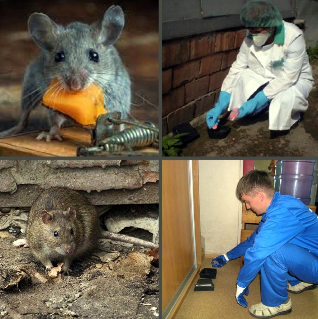 Дезинфекция от грызунов, крыс и мышей в Балашихе