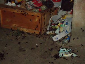 Вызвать СЭС от тараканов в квартире в Балашихе на дом, цены