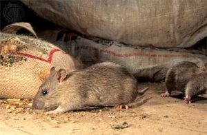 Дератизация от грызунов от крыс и мышей в Балашихе