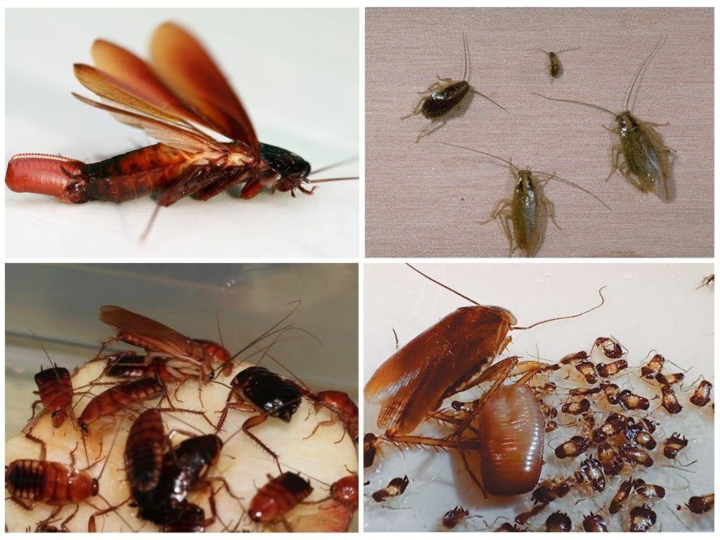 Уничтожение тараканов в квартире в Балашихе 