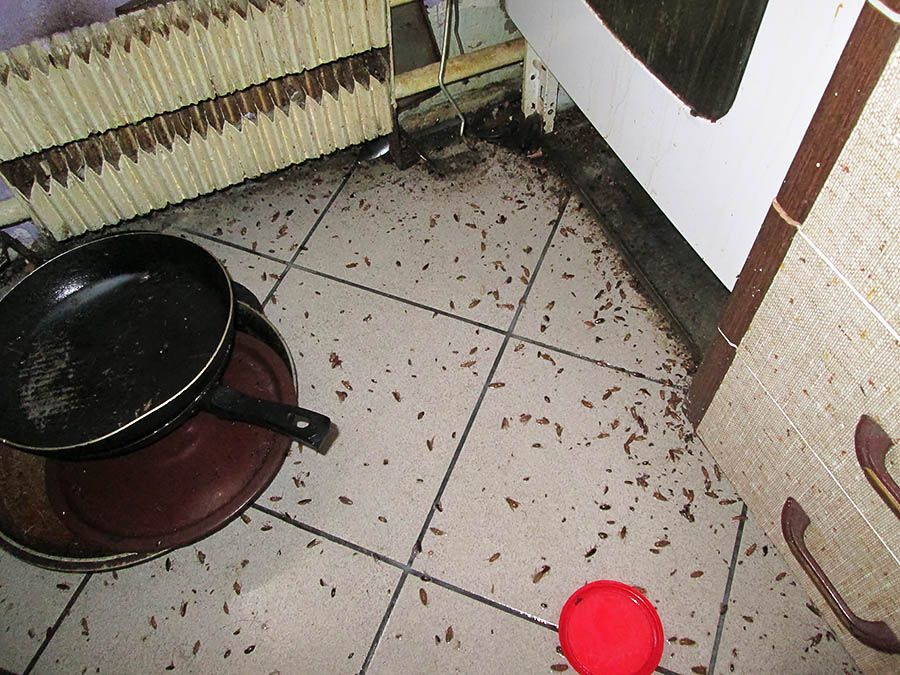 Санэпидемстанция от тараканов в Балашихе, вызвать, цены